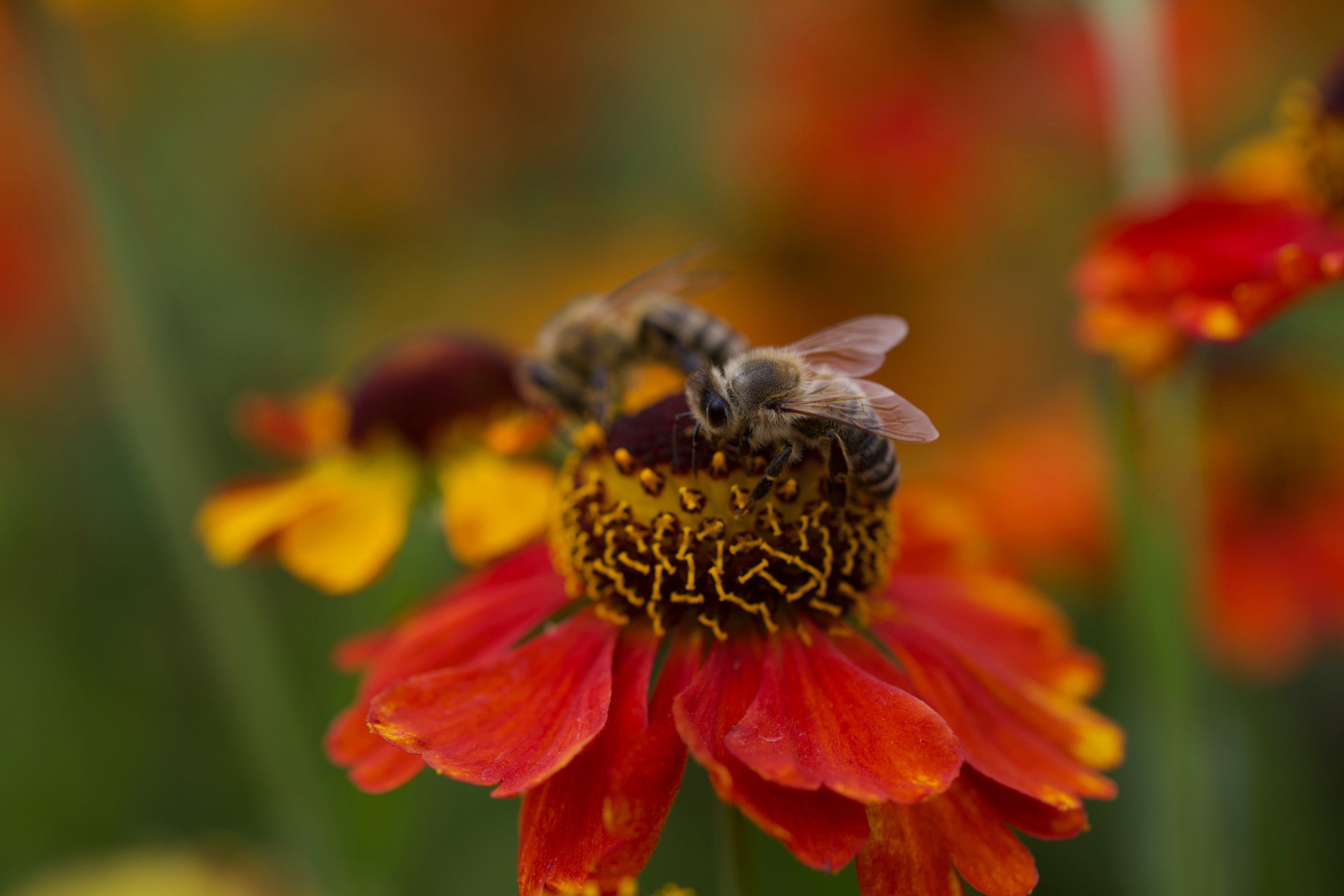 Bee Bomb