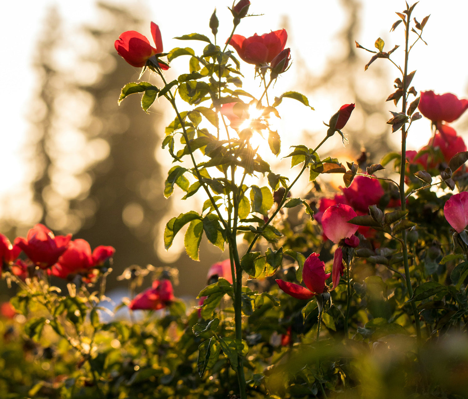 The Rose Garden