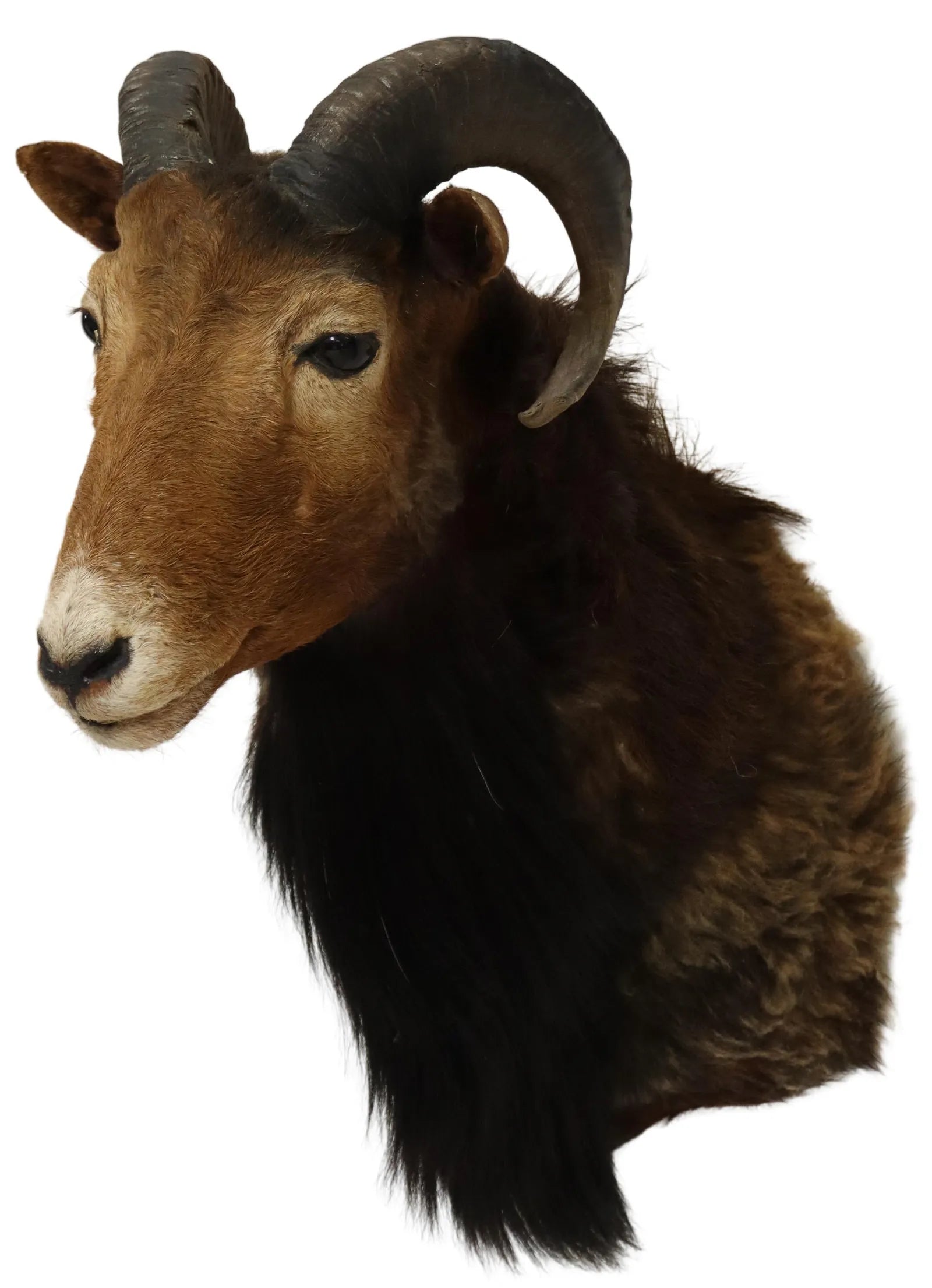 Antique Taxidermy European Ram