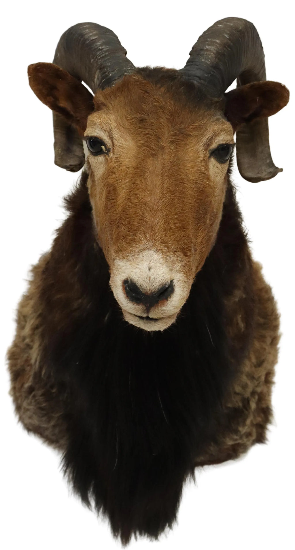 Antique Taxidermy European Ram