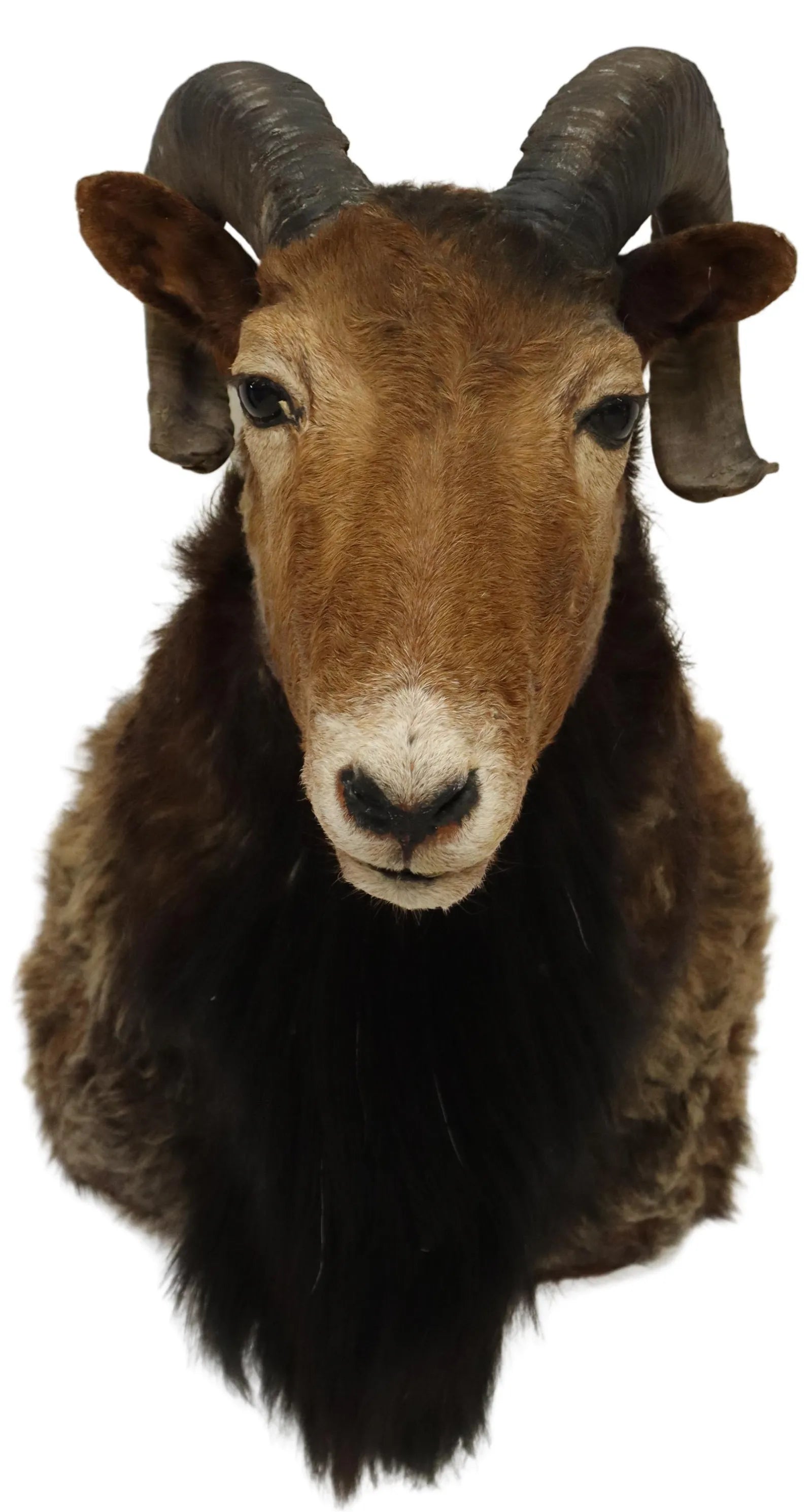 Antique Taxidermy European Ram