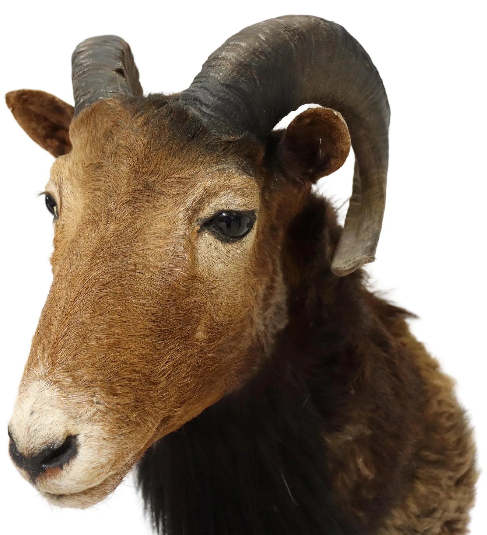 Antique Taxidermy European Ram