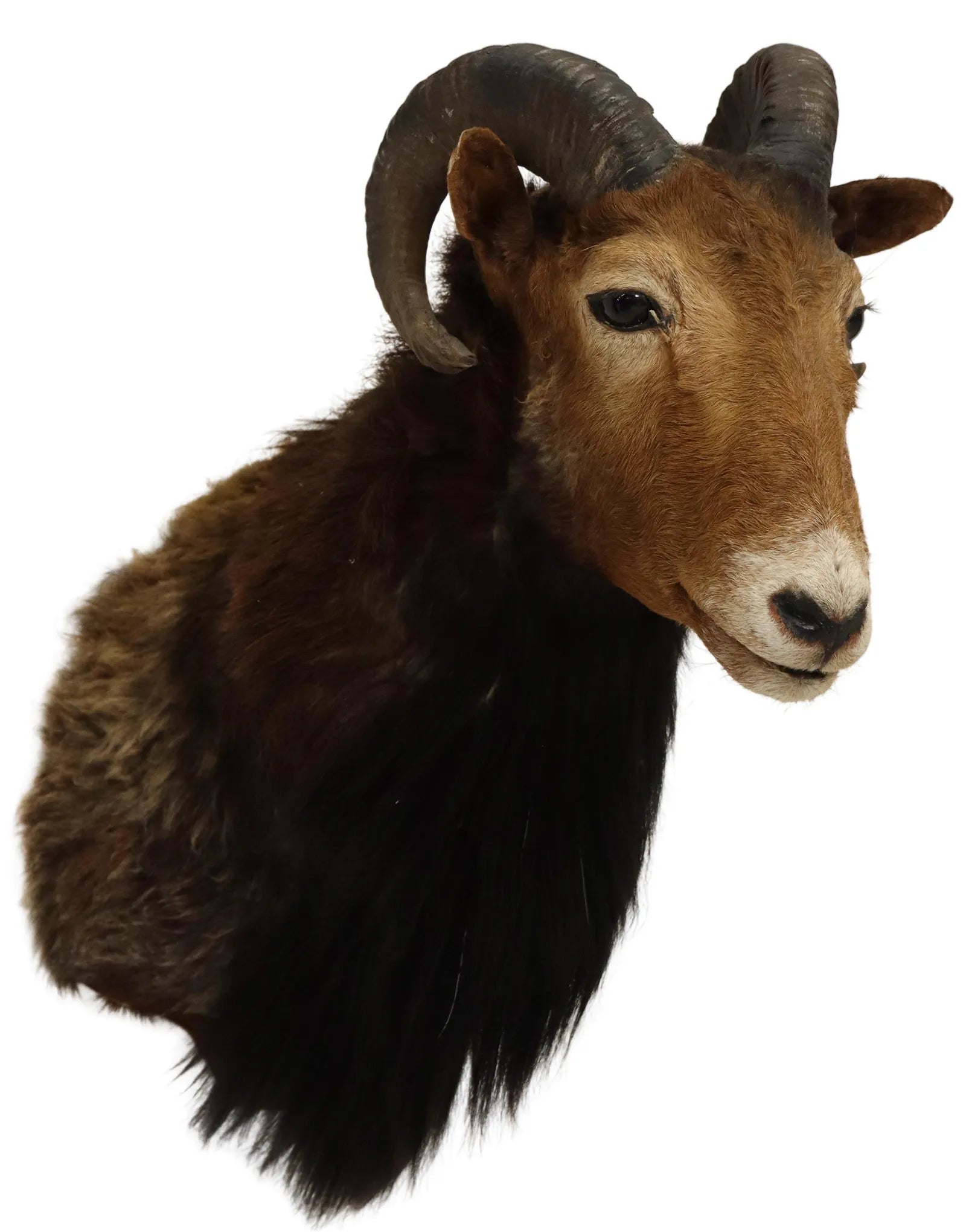 Antique Taxidermy European Ram