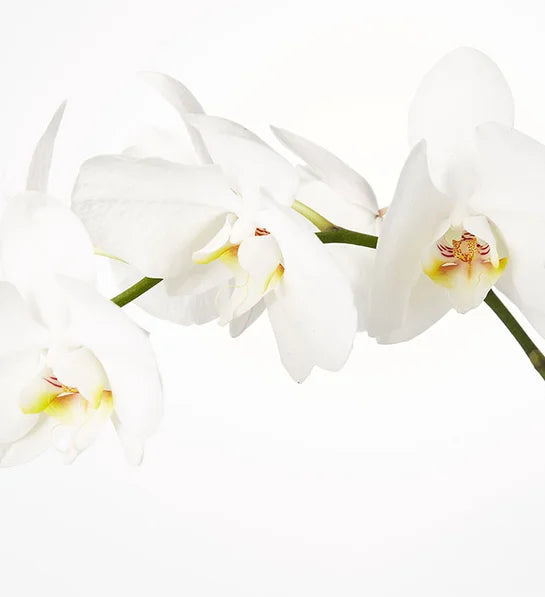Double Phalaenopsis