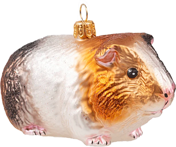 Guinea Pig