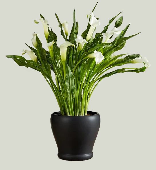 Sophisticated White Calla Lily