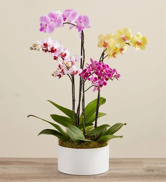 Orchid Colorgarden