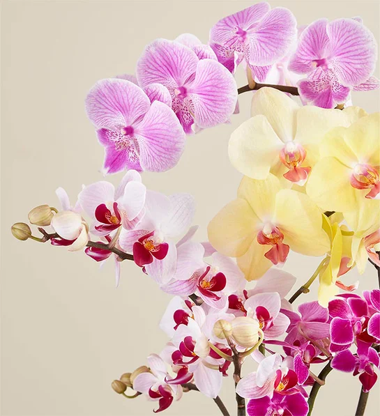 Orchid Colorgarden