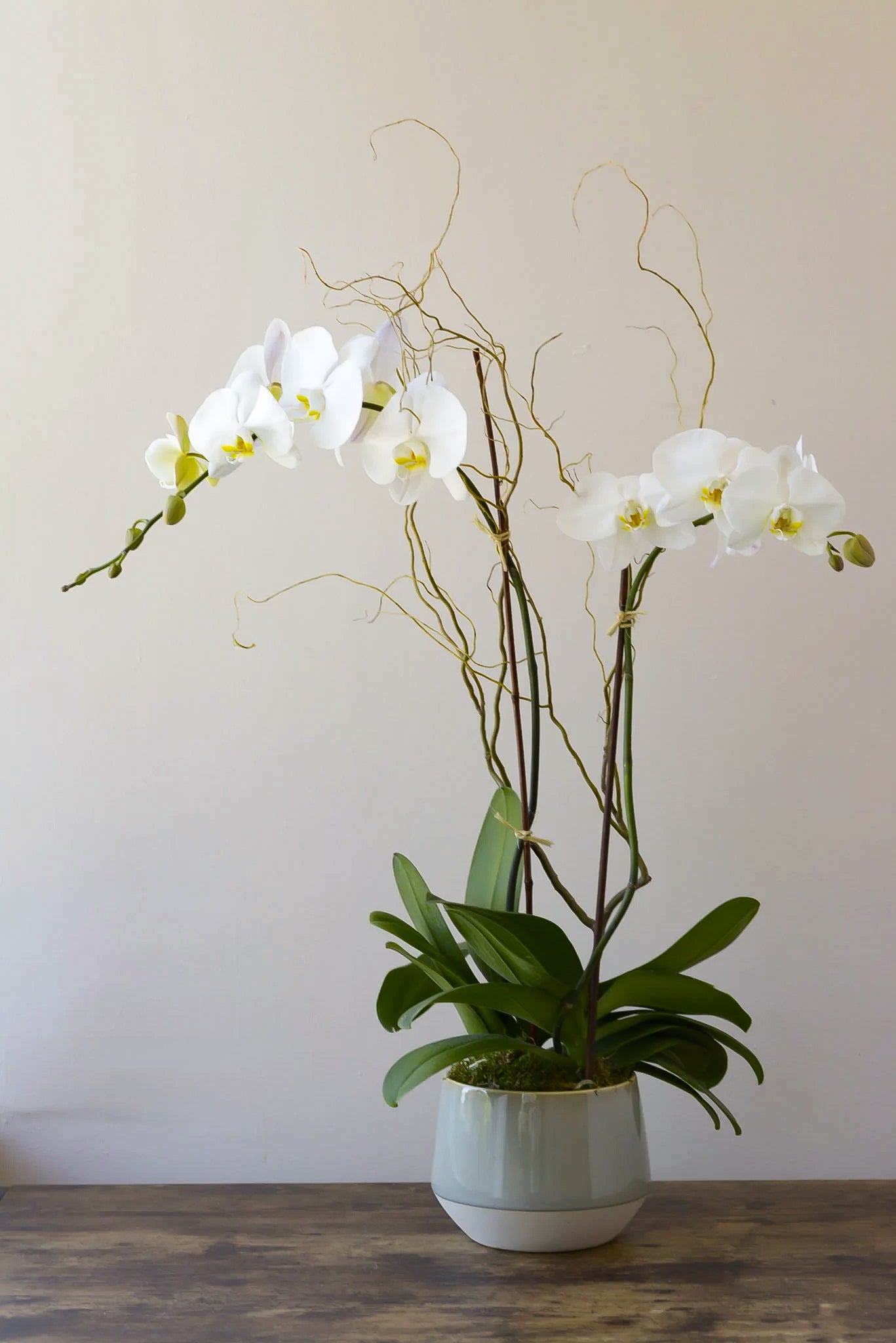 Double Phalaenopsis