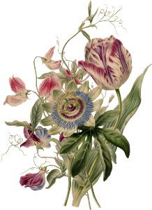 Center Image