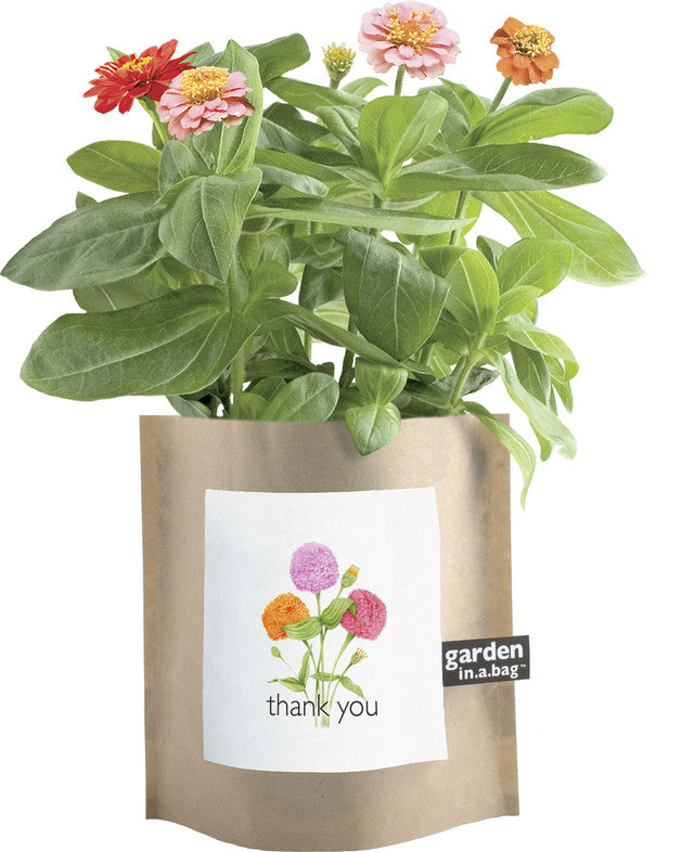 Thank you Zinnia Garden in a Bag