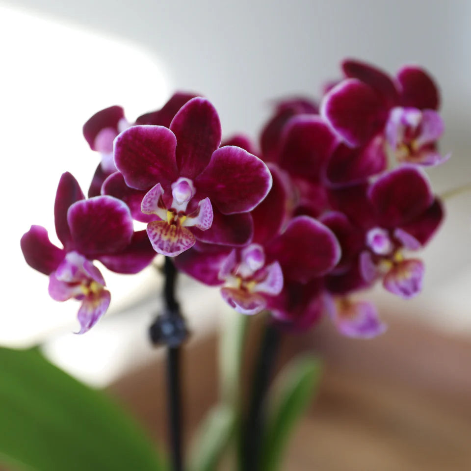 Miniture Phalaenopsis Plant