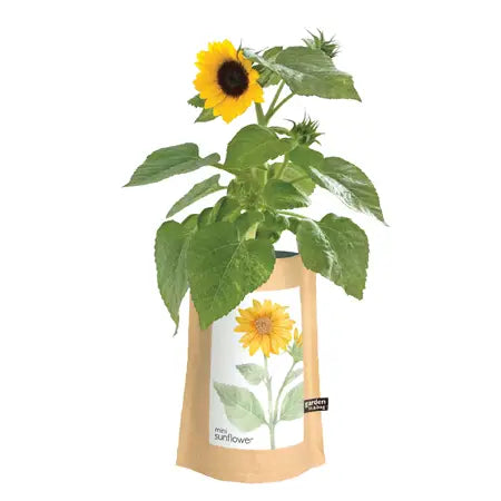 Garden in A Bag | Sunflower | Flower Lover | Best Seller