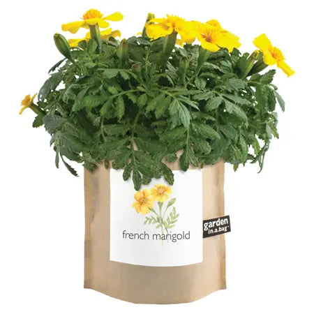 Garden in A Bag | French Marigold | Fall Flower Lover