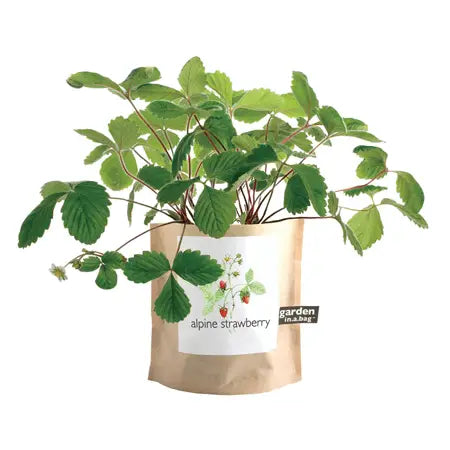 Garden in A Bag | Strawberry
