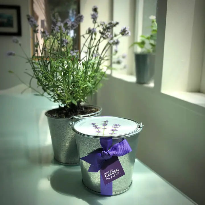 Garden in A Pail | Lavender