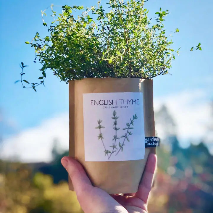 Garden in A Bag | English Thyme | Great Gift For Cooks