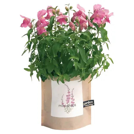 Garden in A Bag | Snapdragon | Flower Lover |
