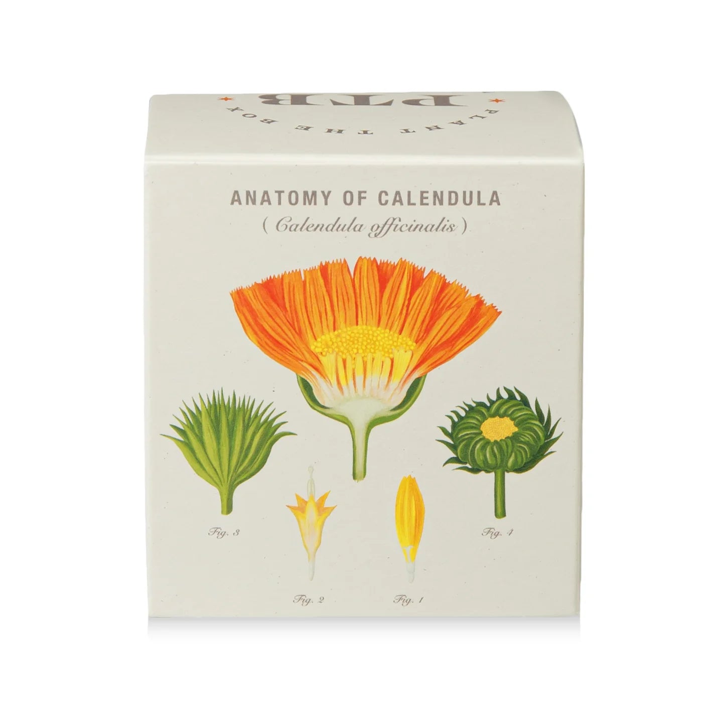 Catalan Calendula  Plant The Box Candle