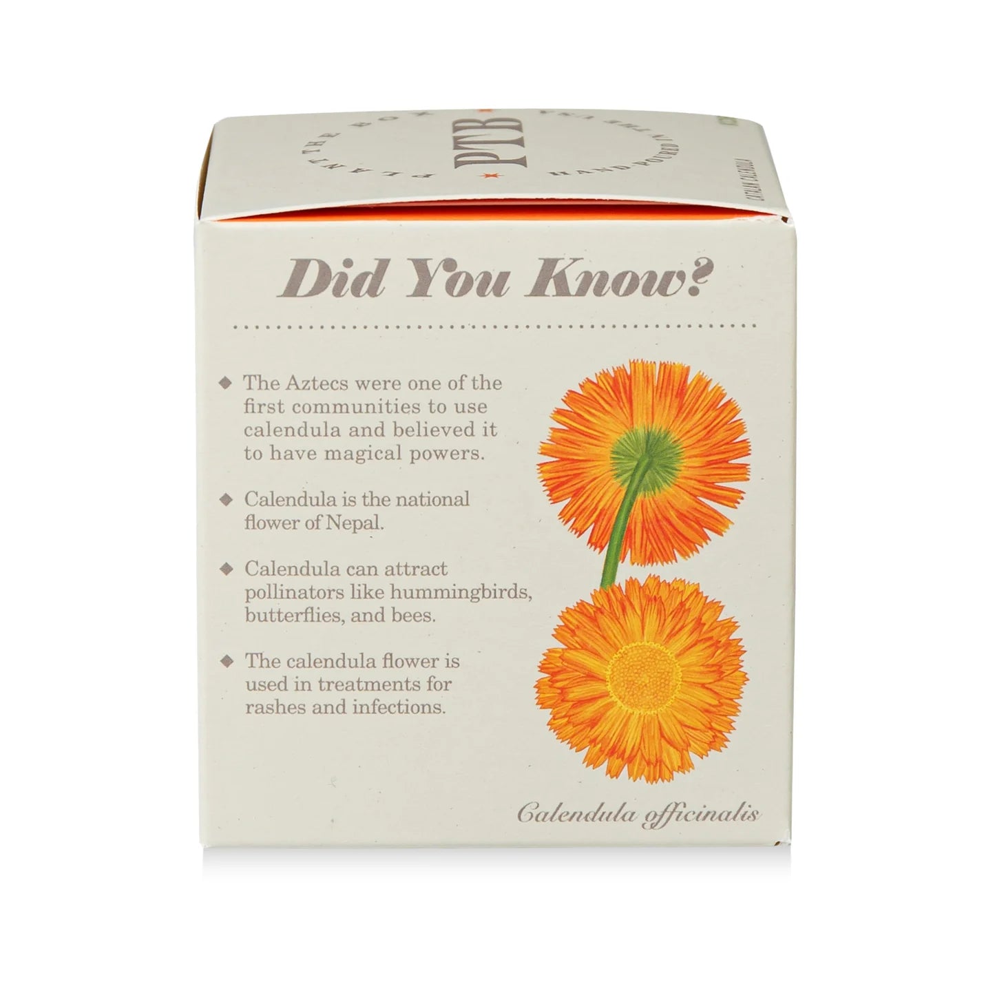 Catalan Calendula  Plant The Box Candle
