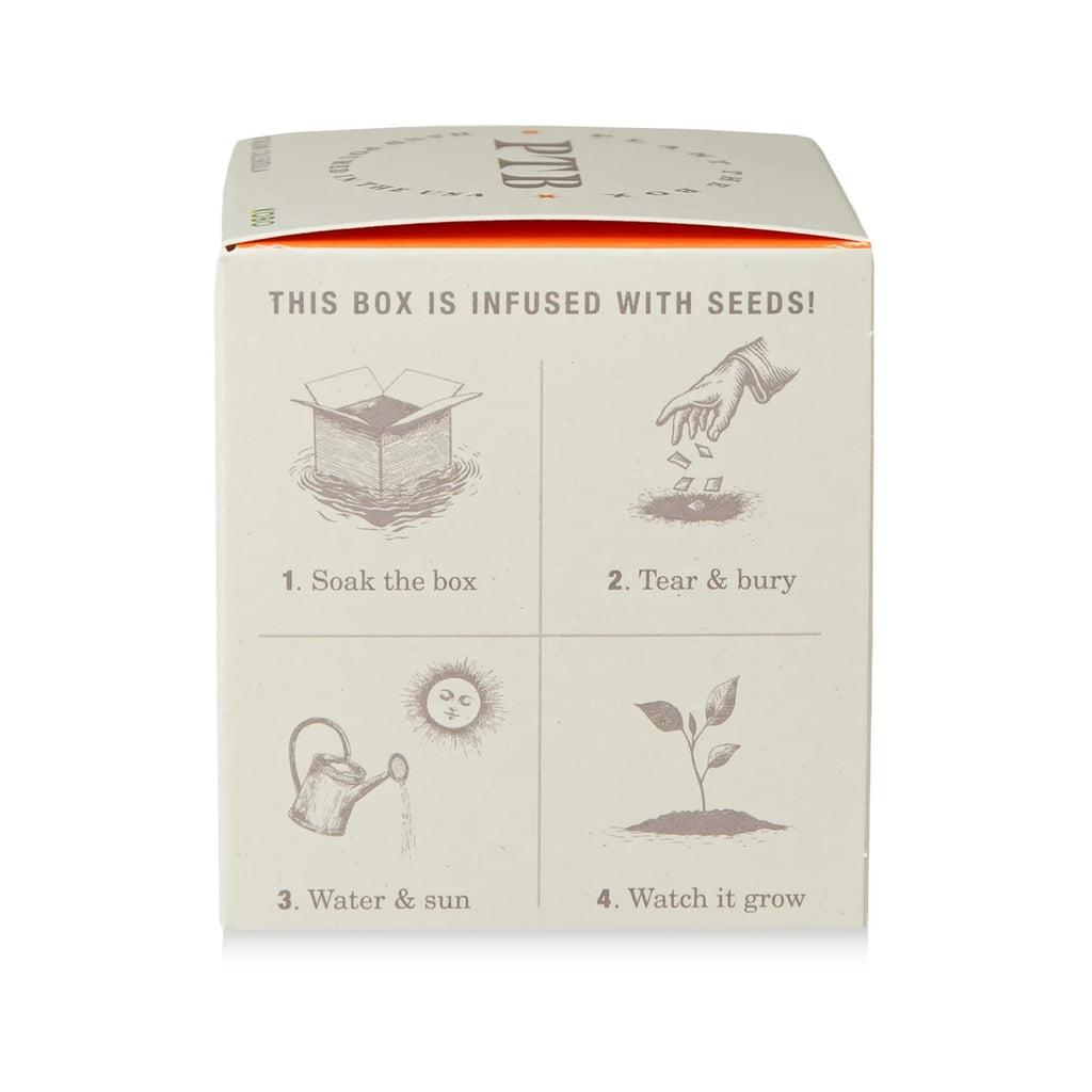 Catalan Calendula  Plant The Box Candle