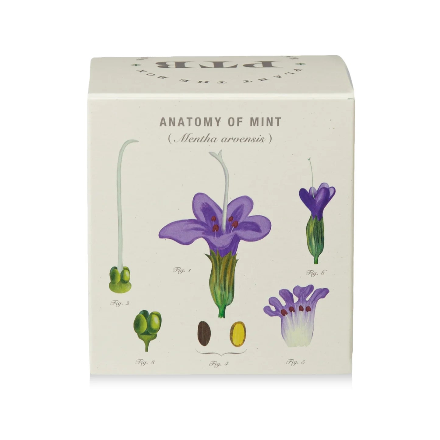 Crushed Mint Plant The Box Candle