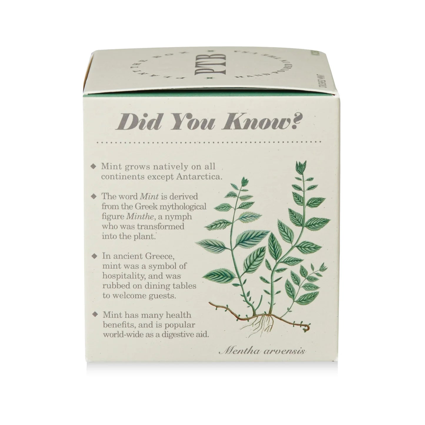Crushed Mint Plant The Box Candle