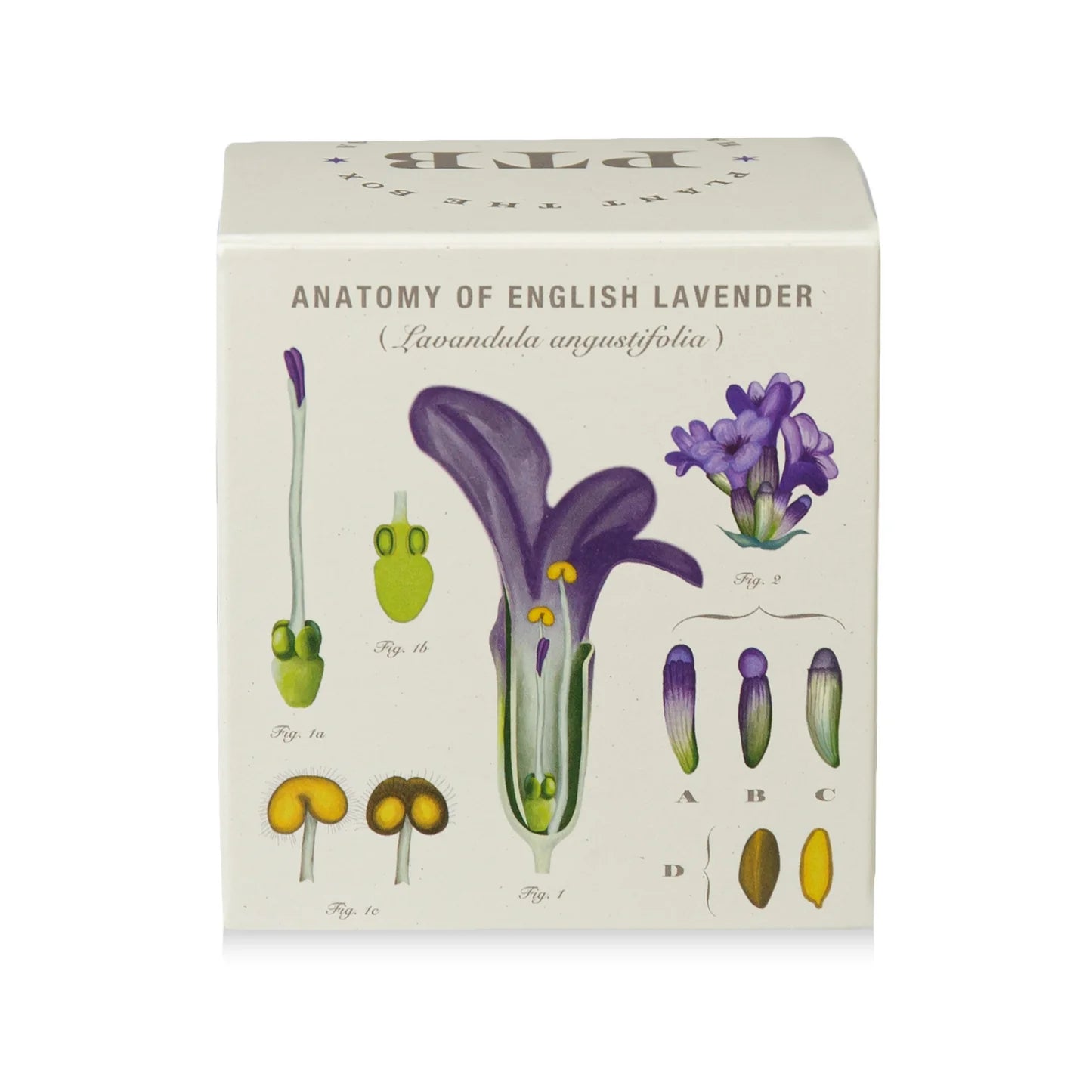 Heath Lavender Plant The Box Candle