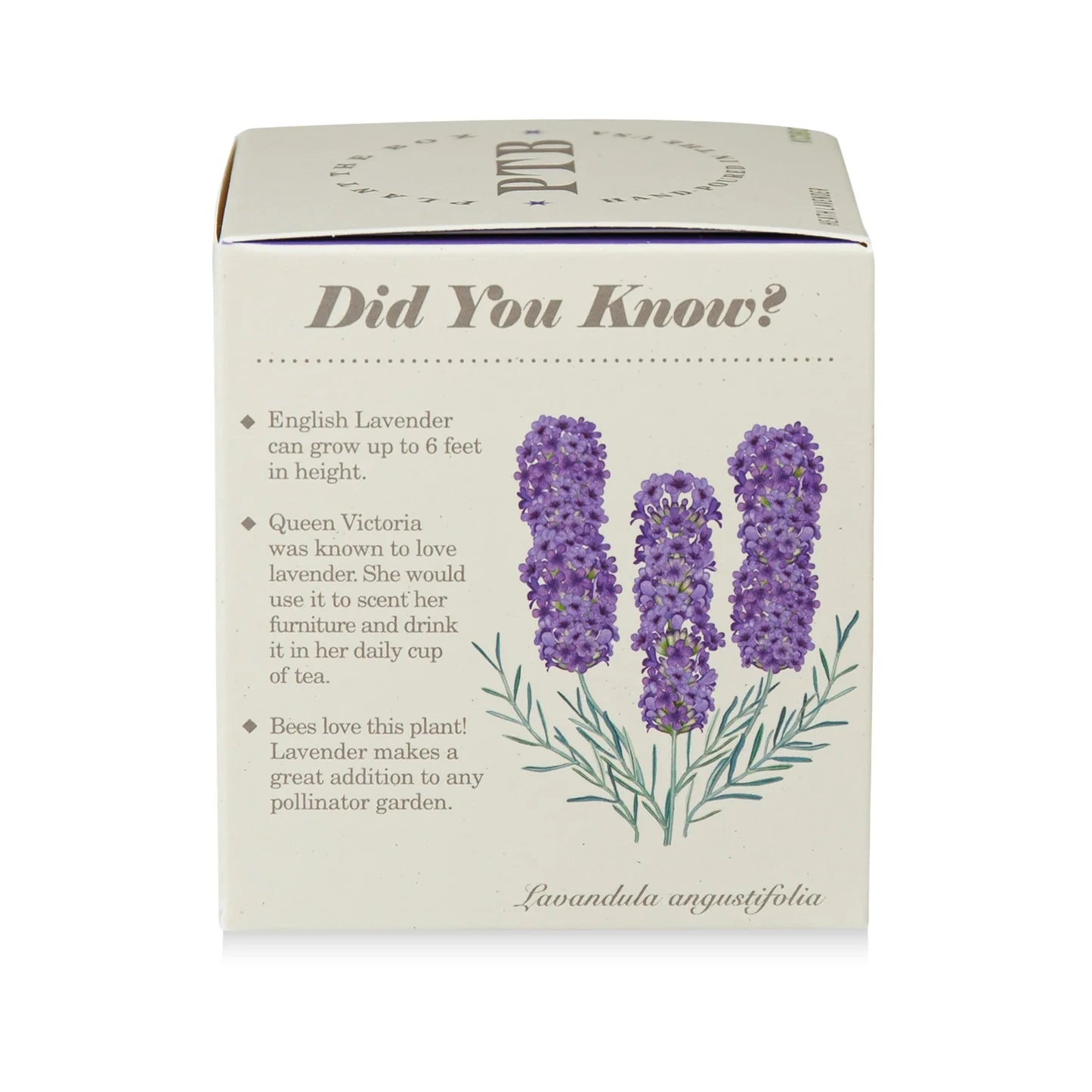 Heath Lavender Plant The Box Candle