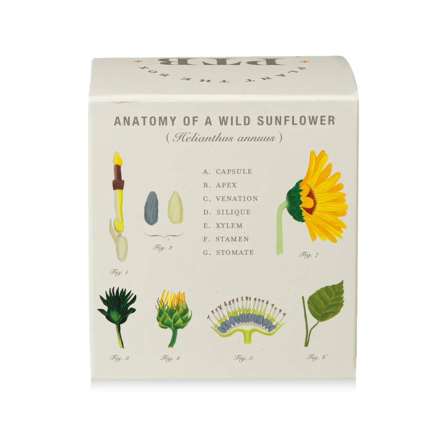 Sweet Sunflower Plant The Box Candle