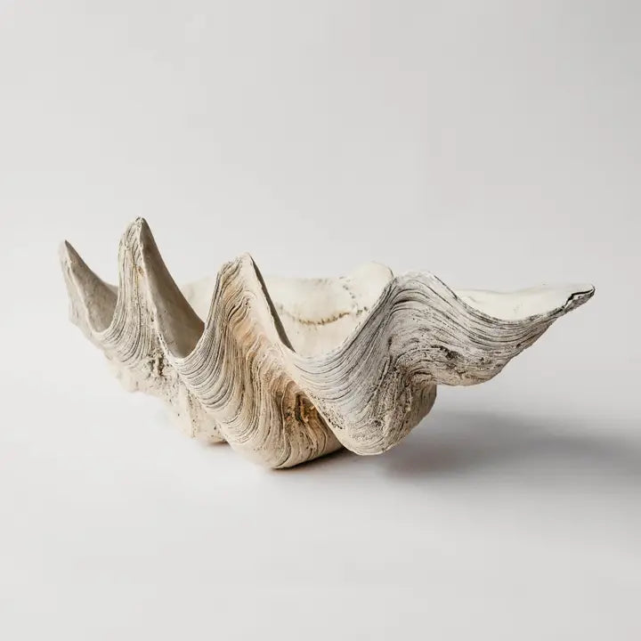 Indian Ocean Tridacna Shell Plaster Cast