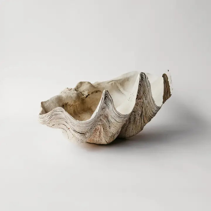 Indian Ocean Tridacna Shell Plaster Cast