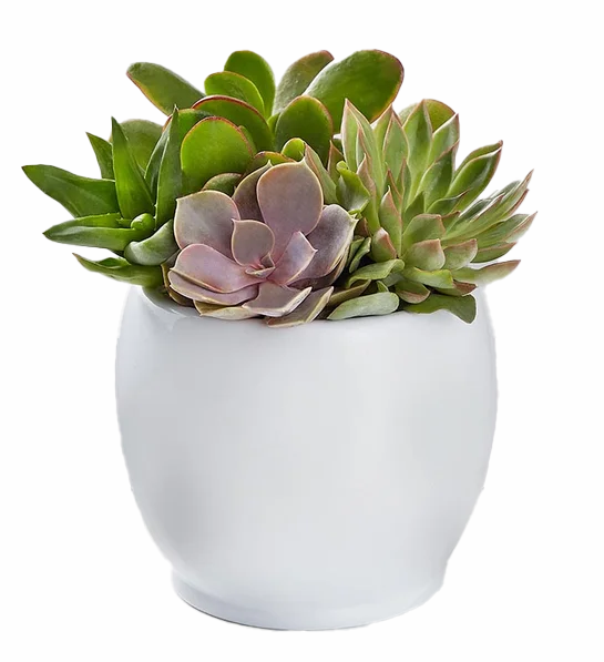 Succlent Garden