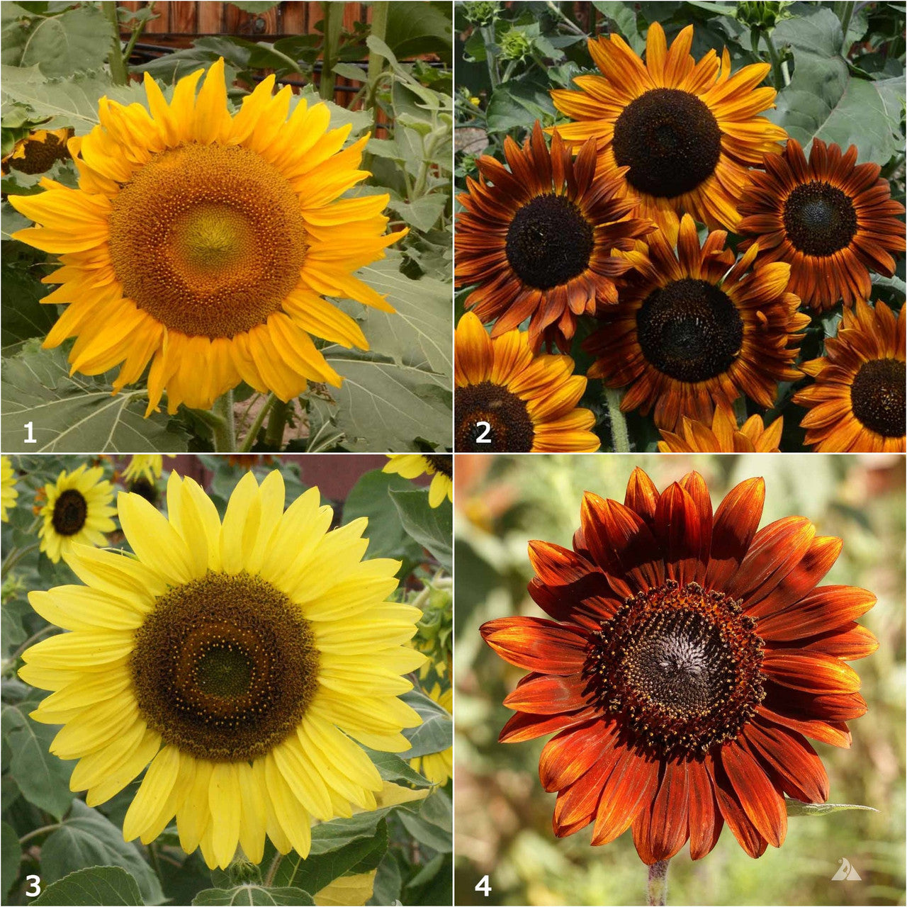 Scatter Garden | Van Gogh Sunflowers | Fall