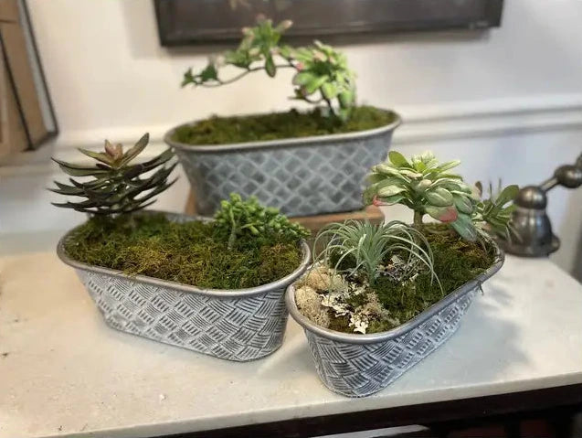 Three small potted plants in decorative blue containers on a white surface.
