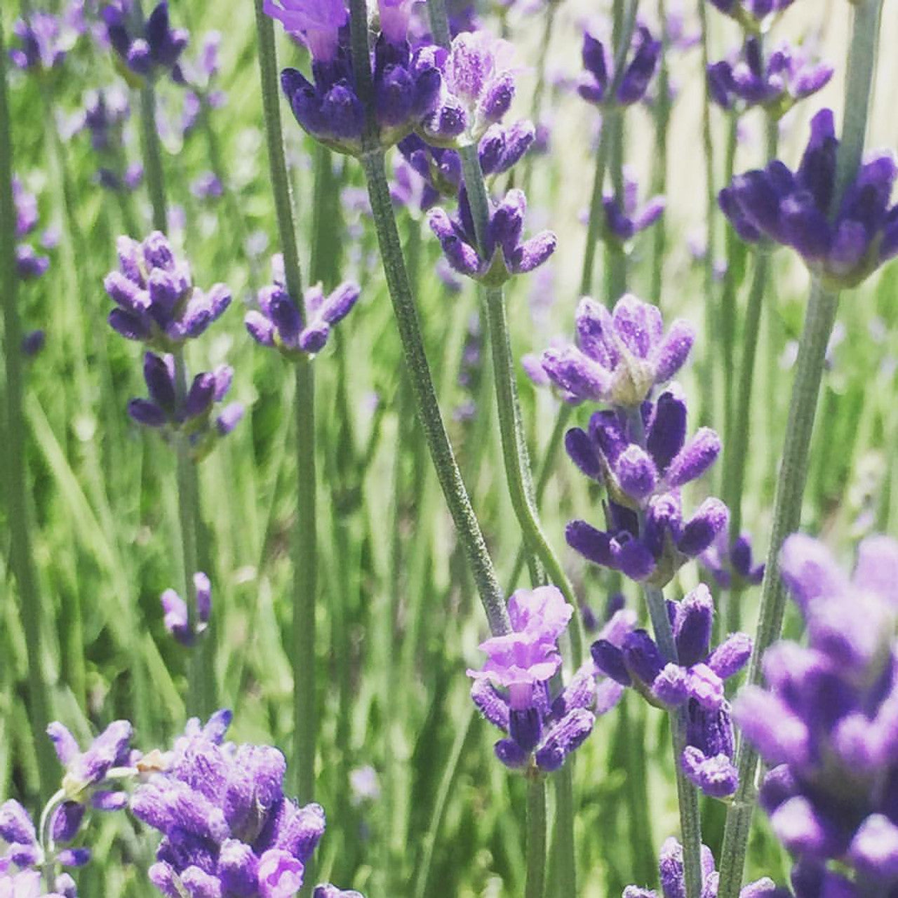 Garden in A Bag | Lavender